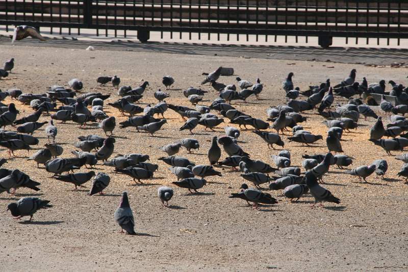 India & Nepal 2011 - 1355